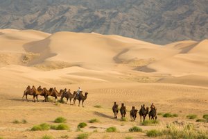 Karawane von Baktrischen Kamelen in der Süd-Gobi-Wüste, Mongolei, 2013 (Foto)