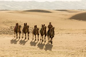 Karawane von Baktrischen Kamelen in der südlichen Gobi-Wüste, Mongolei von Ira Block