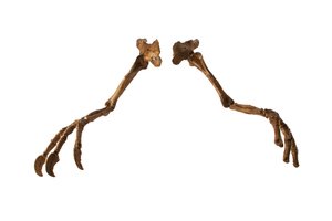 Der mongolische Dinosaurier Deinocheirus, mit seinen riesigen Armen und Klauen von Ira Block