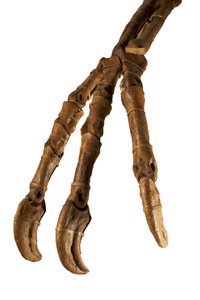 Der mongolische Dinosaurier Deinocheirus mit seinen riesigen Armen und Klauen
