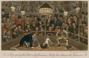 Tom und Jerry mit ihrem Blunt beim Phänomen Monkey, Jacco Macacco, in der Westminster Pit von Isaac, Robert and George Cruikshank