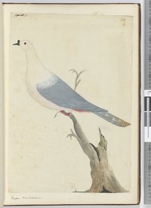 F.11 Taube, Neukaledonien, 1772-75