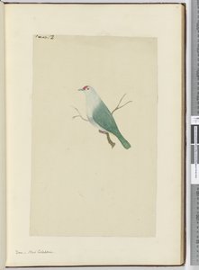 F.12 Taube, Neukaledonien, 1772-75 von Isaac Smith
