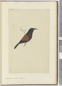 F.18 Lappenstar, Kuckuck, Neuseeland, 1772-75