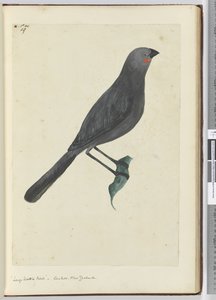 F.19 Großer Lappenstar, Kuckuck, Neuseeland, 1772-75