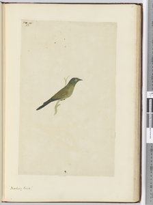 F.22 Spottdrossel, 1772-75