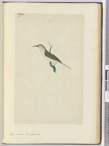 F.23 Kleiner Kuckuck, Neuseeland, 1772-75