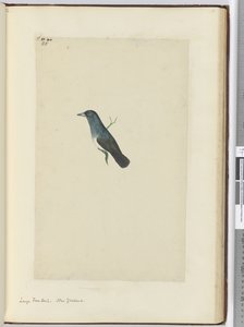 F.25 Großer Fächerschwanz, Neuseeland, 1772-75