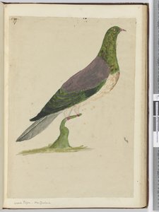 Holztaube. Neuseeland, 1772-75