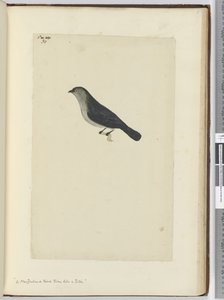 Ein zahmer Vogel aus Neuseeland, ähnlich einem Rotkehlchen, 1772-75
