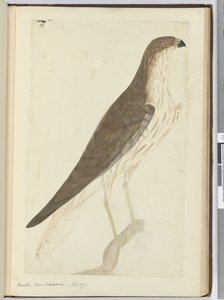 Falke. Neukaledonien. (Sept. 1774), 1772-75 von Isaac Smith