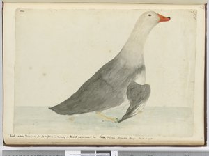 Ente genannt Rennpferd wegen ihrer Schnelligkeit beim Laufen auf dem Wasser, aber sie kann nicht fliegen. Staten Island, Feuerland. Wog 29 Pfund, 1772-75 von Isaac Smith