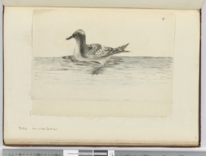 Pintado. Gesehen in hohen südlichen Breiten, 1772-75 von Isaac Smith