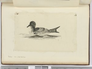 Pintado. Gesehen in hohen südlichen Breiten, 1772-75 von Isaac Smith
