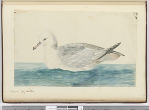 Antarktischer grauer Albatros, 1772-75