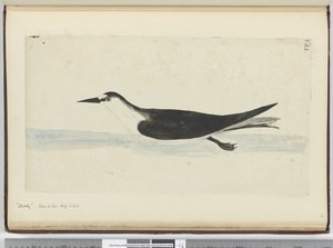 Noddy. Gesehen auf See in hohen südlichen Breiten, 1772-75 von Isaac Smith