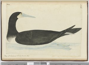 Kormoran aus Neuseeland, der seine Nester in Bäumen baut, 1772-75 von Isaac Smith