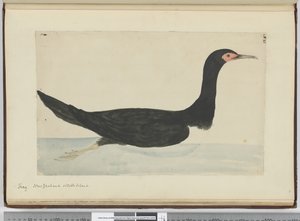 Kormoran. Neuseeland & Staten Island, 1772-75 von Isaac Smith