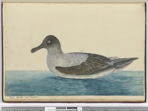 Kleiner Albatros gesehen bei 65° S., 1772-75