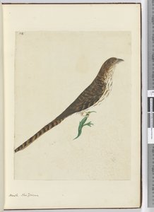 F.4 Falke, Neuseeland, 1772-75