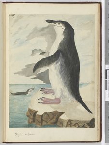 Pinguin. Neuseeland, 1772-75