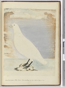 Ein neuer Vogel gesehen auf Staten Island, Feuerland, Jan. 1774. Vermutlich ernährt er sich an Land, 1772-75 von Isaac Smith