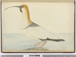 Ein neuer Brachvogel. Gesehen auf Staten Island, Feuerland, Jan. 1774, 1772-75