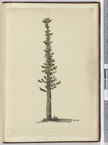 Eine Art Fichtenkiefer auf der Insel Pines am südlichen Ende von Neukaledonien, hoch genug für Masten einer sehr großen Sorte. Gesehen Sept. 1774..., 1772-75 von Isaac Smith