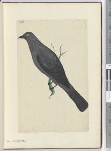F.6 Krähe, Neukaledonien, 1772-75 von Isaac Smith