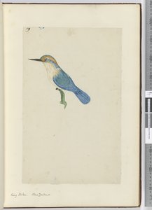 F.9 Eisvogel, Neuseeland, 1772-75