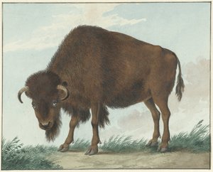 Bison von Isaac van Haastert