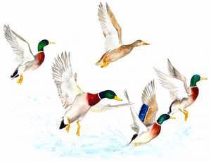 Enten im Flug