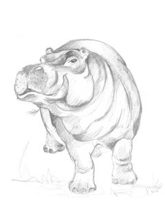 Flusspferd 01