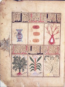 Ms. Arabe 2964 fol.49 Pflanzen aus dem Traktat über Theriak nach Galen, 1217 von Islamic School