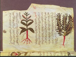 Ms. Arabe 4947 fol.84, Pflanzen aus einem Traktat von Dioscorides, 13. Jahrhundert