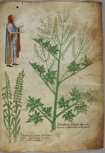 Eine Figur in einem Gewand, die in jeder Hand eine weiße Kugel hält; Pflanzen, um 1440 von Italian School