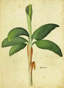 Acorus calamus von Ulisse Aldrovandi von Italian School