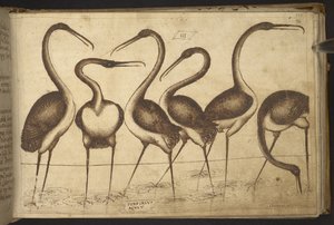 Vögel, aus Historia Animalium, bestehend aus 245 Feder-und-Tinte-Zeichnungen verschiedener Tierarten und mythischer Kreaturen, jeweils begleitet von einer Beschreibung, 1595 von Italian School