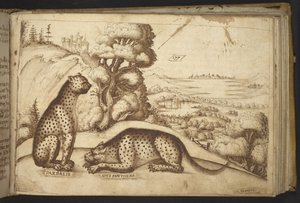 Leoparden (