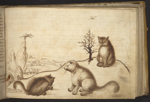 Add. 82955, f.183 Wildkatzen (