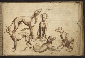 Hunde verschiedener Rassen (