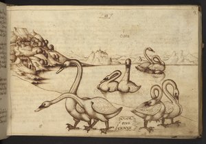 Add. 82955, f.57 Schwäne (
