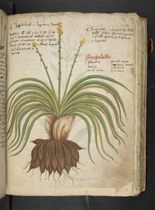 Ein Kräuterbuch, Belluno von Italian School