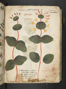 Ein Kräuterbuch, Belluno von Italian School
