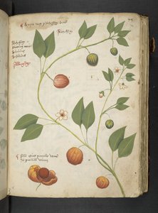 Ein Kräuterbuch, Belluno von Italian School