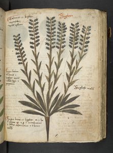 Ein Kräuterbuch, Belluno von Italian School