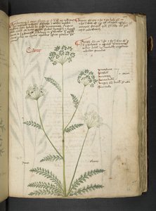 Ein Kräuterbuch, Belluno von Italian School