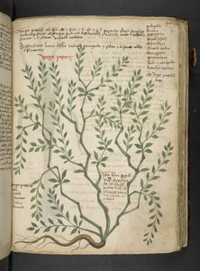 Ein Kräuterbuch, Belluno