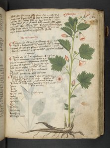 Ein Kräuterbuch, Belluno