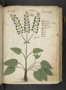 Ein Kräuterbuch, Belluno von Italian School